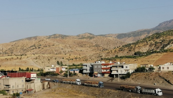 Tek bir ağaç bırakılmamış